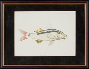 GRAVYRER, 3 st, handkolorerade, ur "Journal des Museum Godeffroy"  Heft. VII. resp. V.  1800-talets slut.