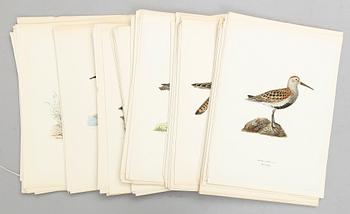 LITOGRAFISKA TRYCK, ca 200 st, ur von Wrights "Svenska fåglar", utgivna av A Börtzells, 1920-tal.