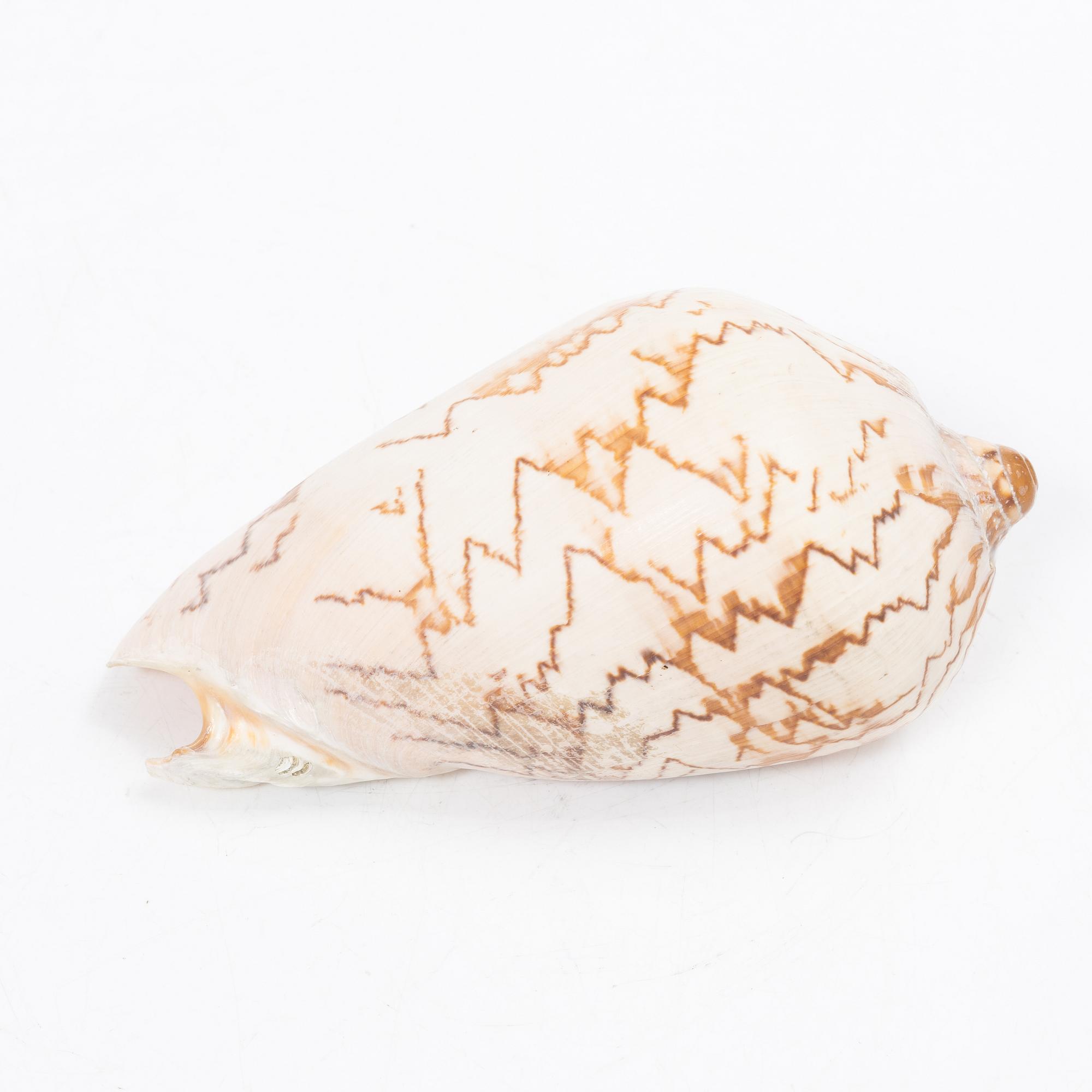 Firma Svenskt Tenn, shells 4 pcs, including one Nautilus shell with a brass mount.