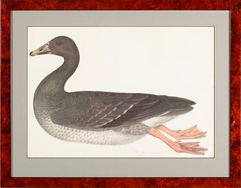 RUDBECK, OLOF D.Y, efter, 5 st, faksimil av fågelplanscher, 1900-talets andra hälft.