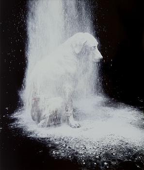 William Wegman, "Dusted".
