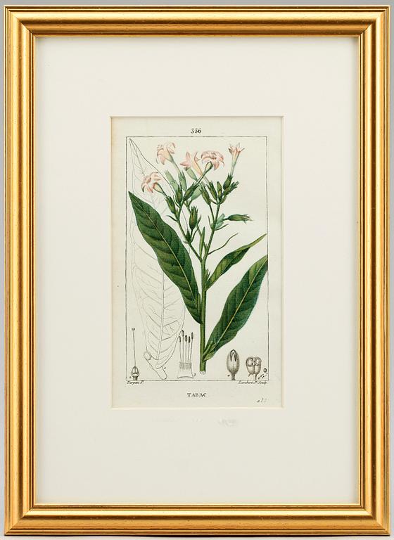 HANDKOLORERADE GRAVYRER, 6 st ur "Flore Médicale" av P.J.F.Turpin mfl, Paris 1814-1818.