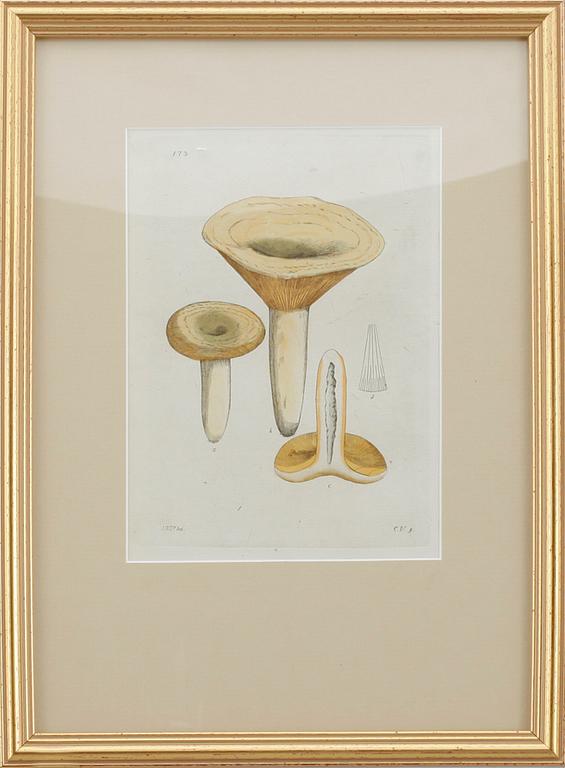 KOPPARSTICK, 12 st, J.W. Palmstruch, ur "Svensk Botanik", 1802-1840.