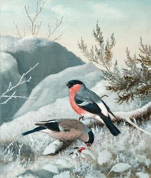 54. Matti Karppanen, BULLFINCHES.