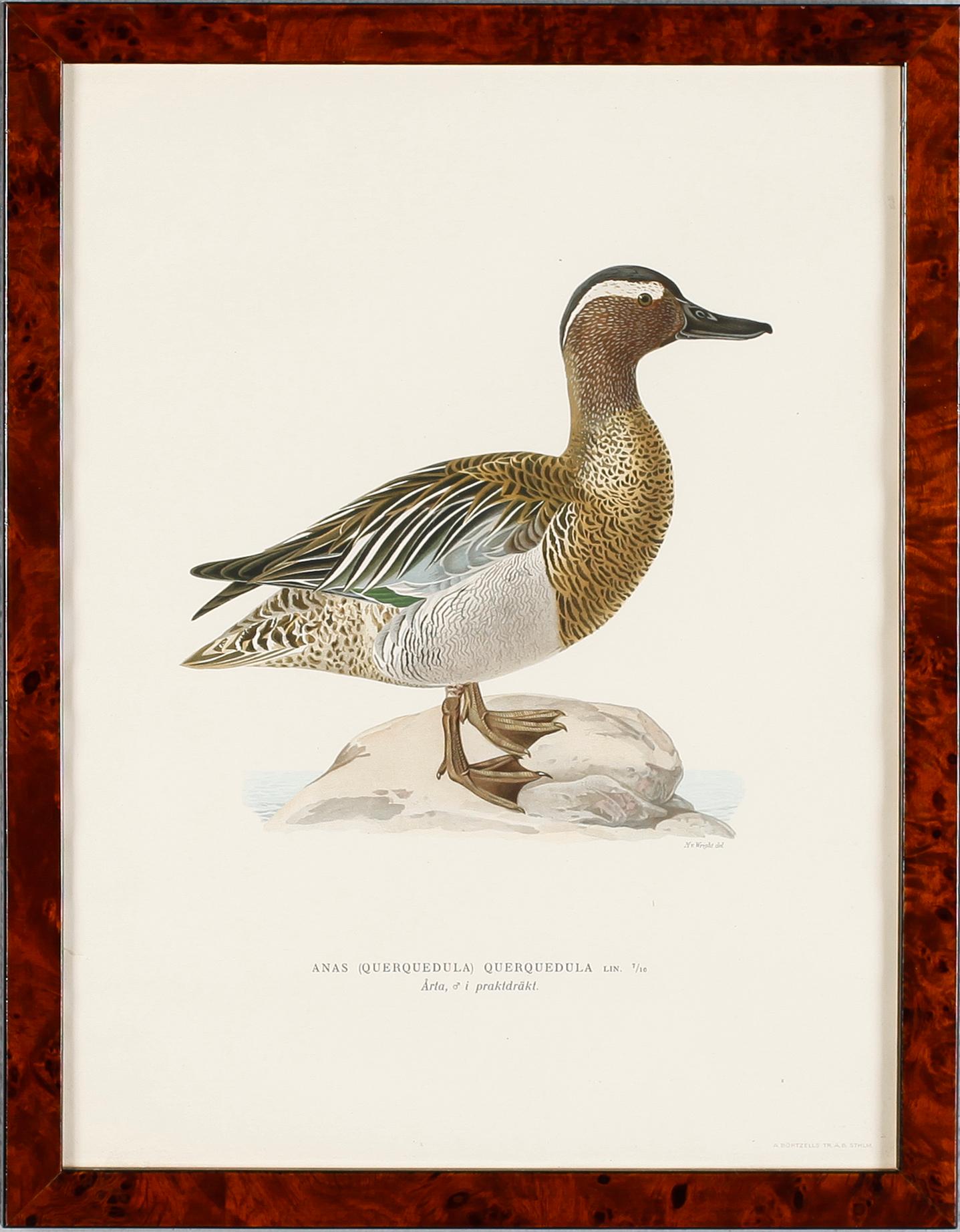 GRAFISKA TRYCK, 4 st, ur von Wrights "Svenska fåglar", A. Börtzells, Stockholm, 1900-talets första hälft.