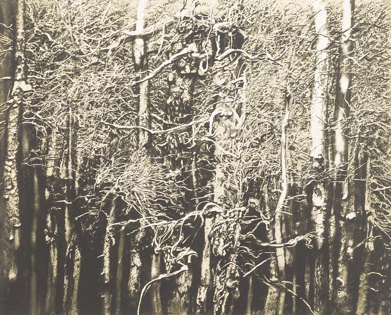 Roj Friberg, Björkskog.