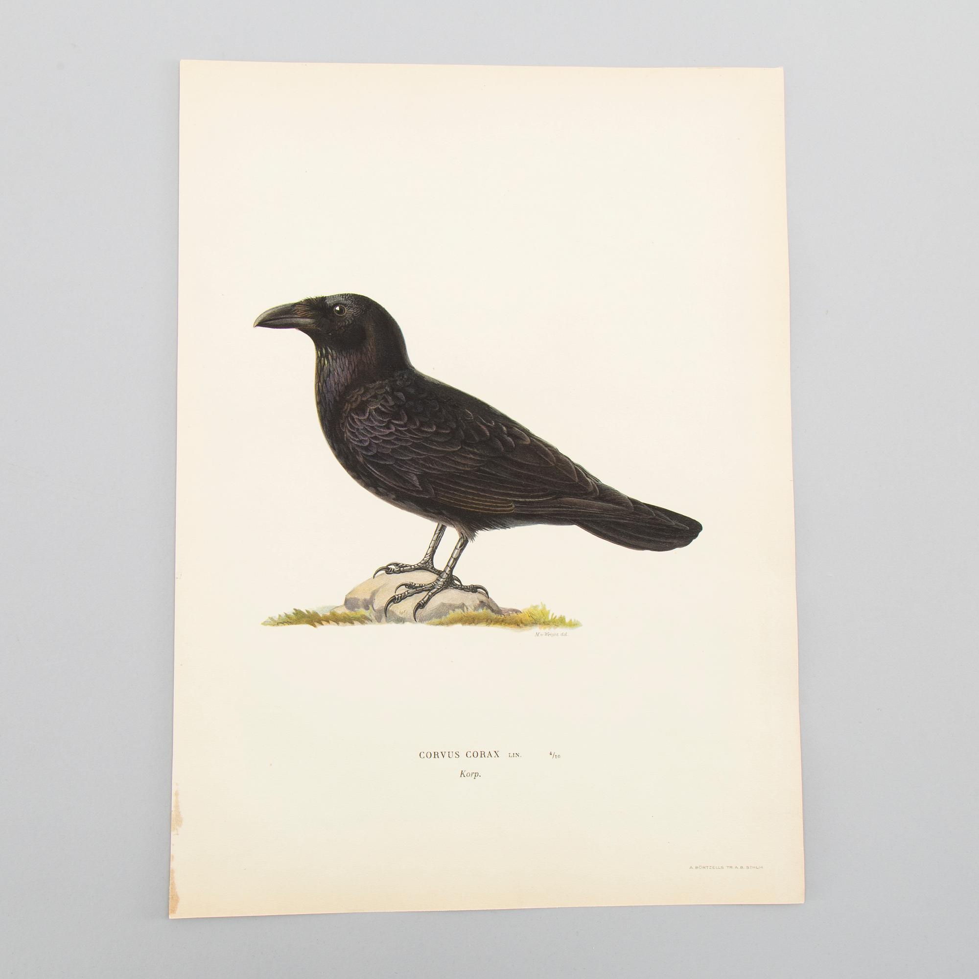 LITOGRAFISKA TRYCK, ca 150 st, Ferdinand von Wright, Börtzells, Stockholm.