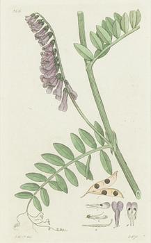 Twelve hand-coloured engravings, J.W. Palmstruch, from 'Svensk Botanik', 1802-1840.