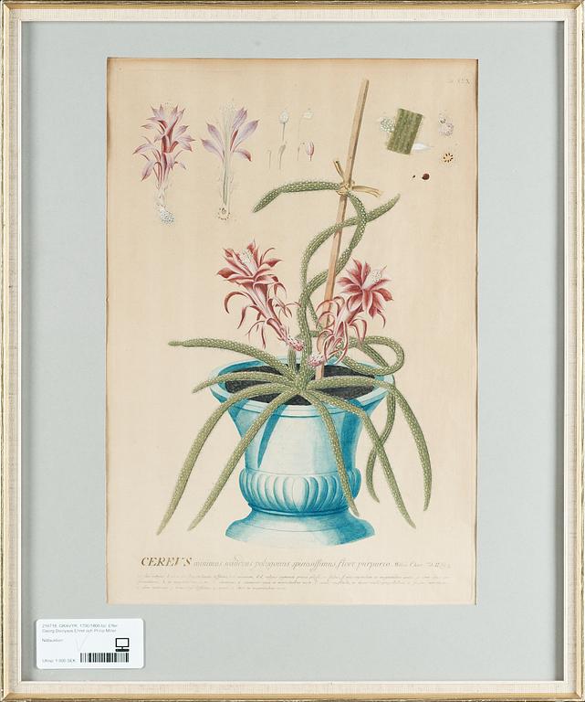 GRAVYR. Efter Georg Dionysos Ehret och Philip Miller, 1700/1800-tal.