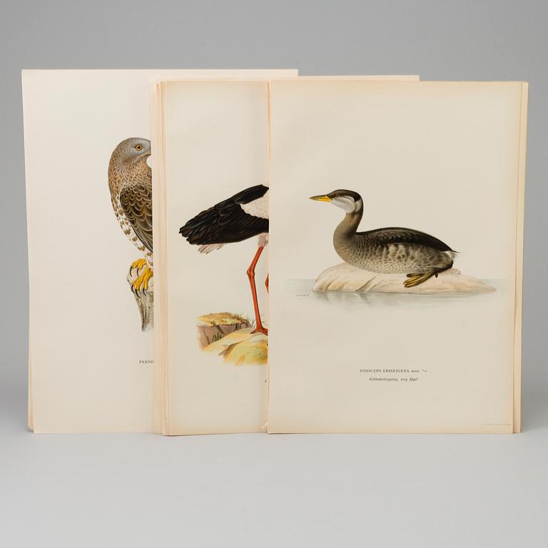 LITHOGRAPH, 30 pcs, after von Wright, Magnus, Wilhelm and Ferdinand & Hallberg, Bror. A. Börtzell, Stockholm.