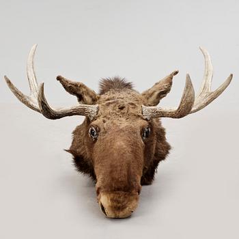 JAKTTROFÉ, älghuvud, Sverige, 1900-talets första hälft.