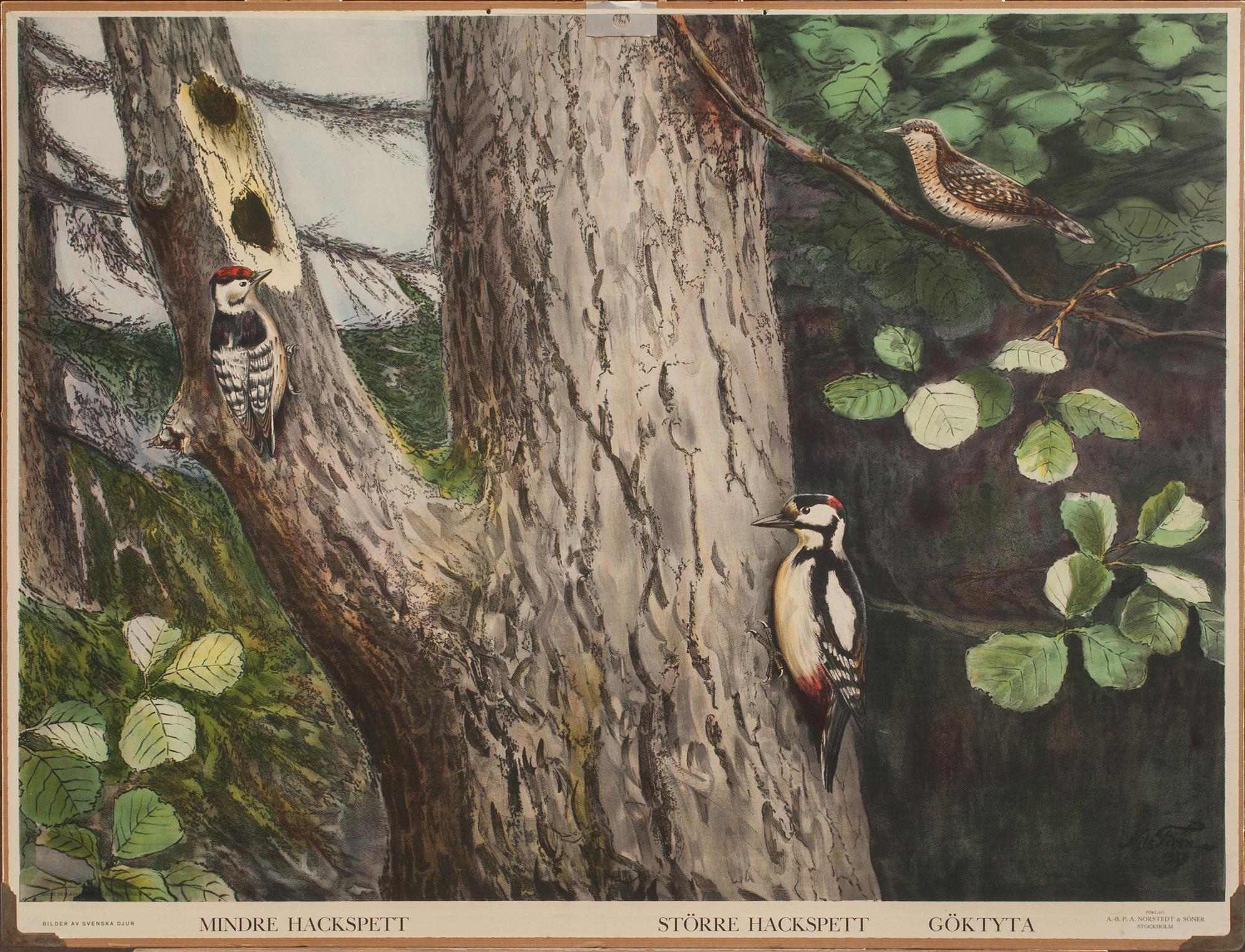 SKOLPLANSCHER, 5 st., 1900-talets första hälft.