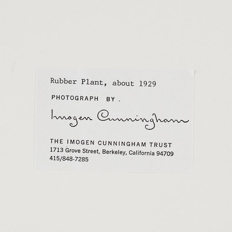 Imogen Cunningham, "Rubber Plant", ca 1929.