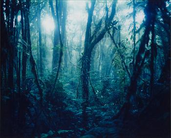 139. Denise Grünstein, "Cloud Forests".