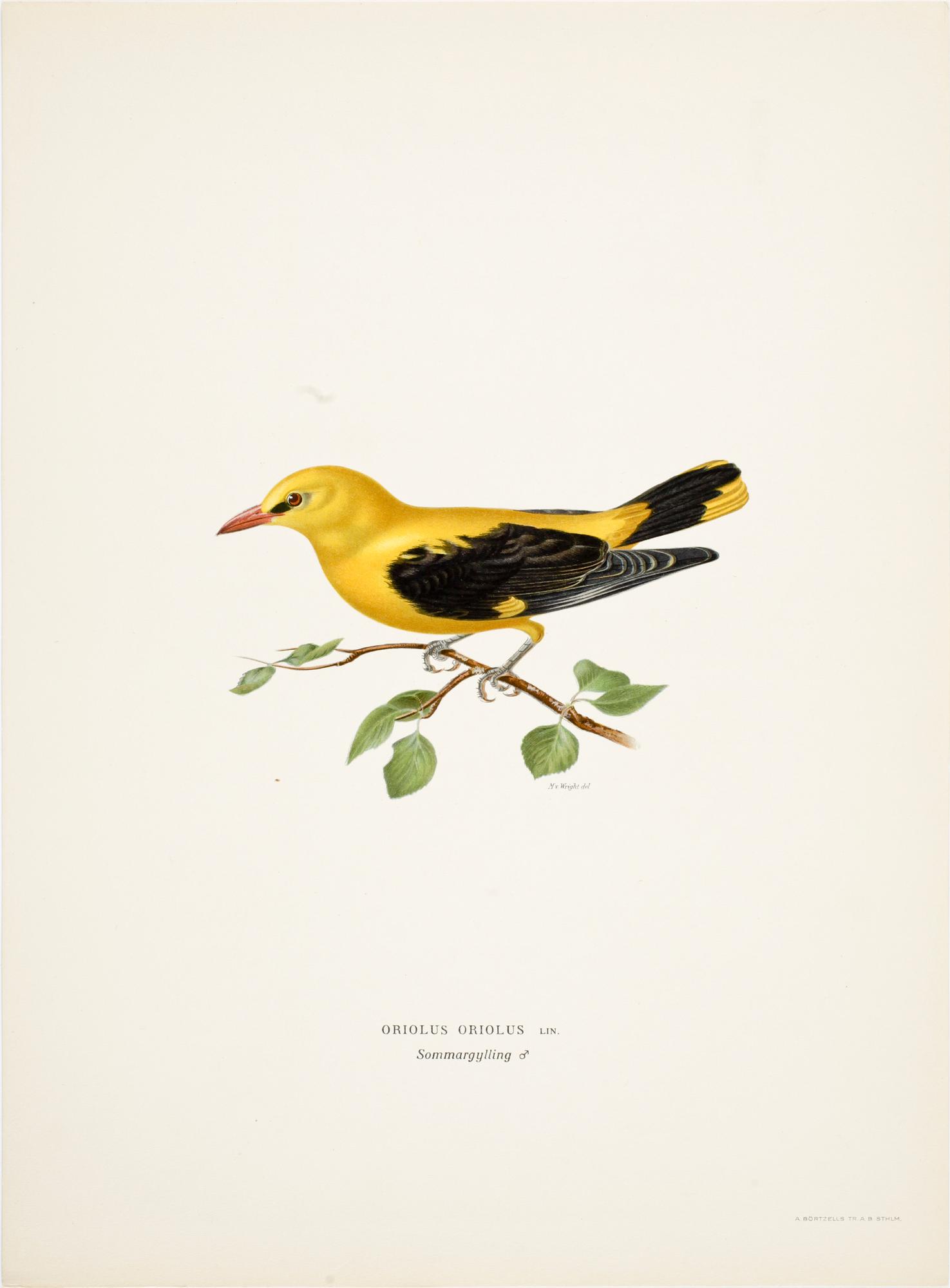 LITOGRAFISKA TRYCK, 200 st, ur von Wrights "Svenska fåglar", 1920-tal.