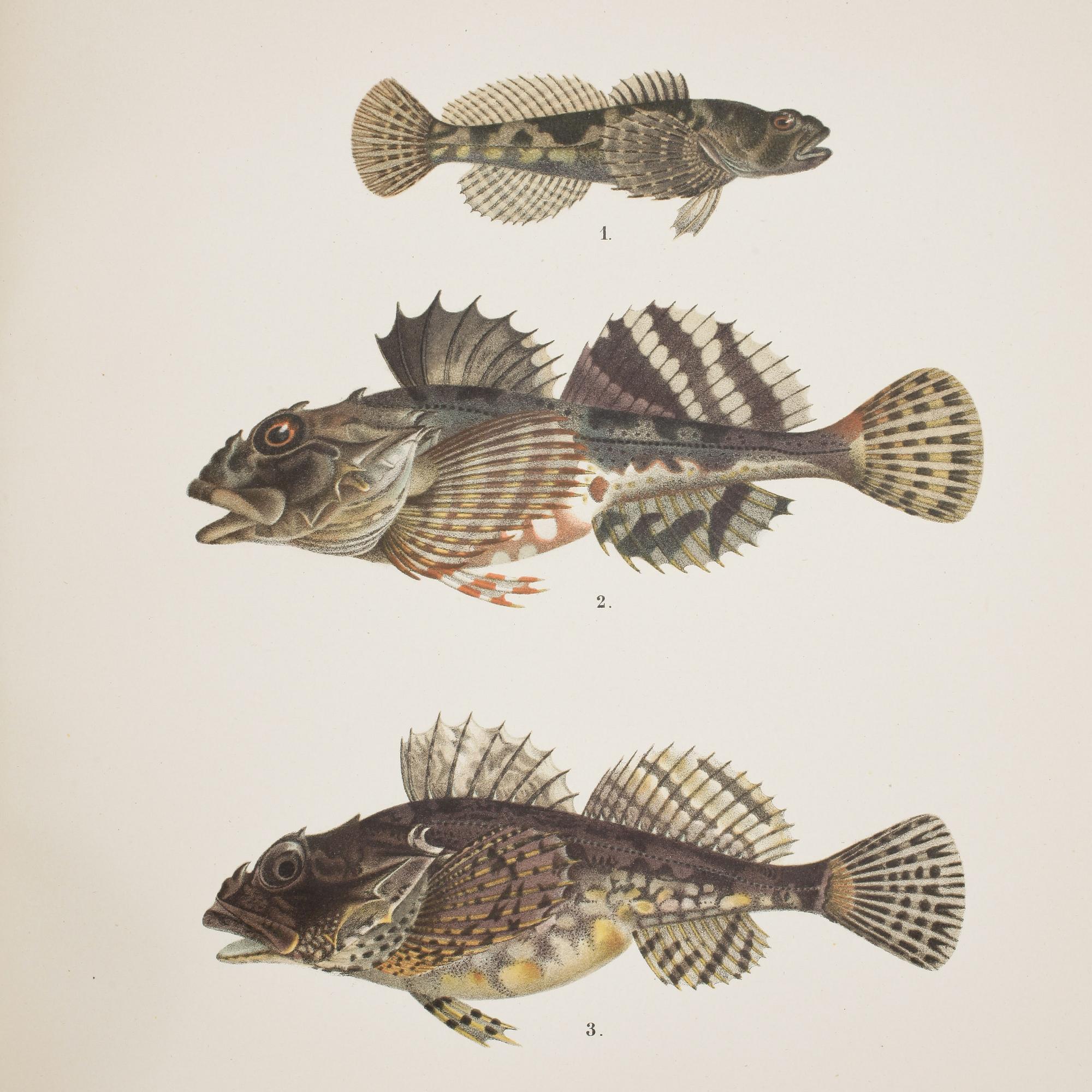BOK, 1 vol. F.A. Smitt, med illustrationer av W. Von Wright, "Skandinaviens Fiskar", andra upplagan, Stockholm 1895.