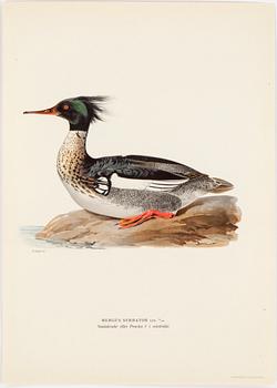 LITHOGRAPH app 120, after M & W von Wrights "Svenska fåglar", A Börtzells, Stockholm, 1917-29.