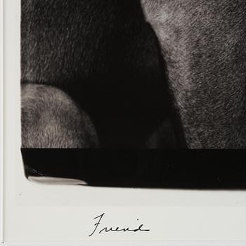 William Wegman, "Friends".