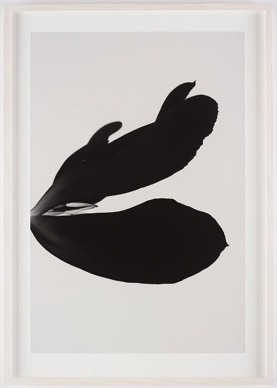 Björn Keller, 'Black Tulip 2', 2022.