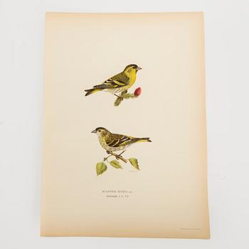 LITOGRAFISKA TRYCK, 40 st, bl.a. Magnus och Wilhelm von Wright, ur Svenska Fåglar, Börtzells AB, Stockholm.