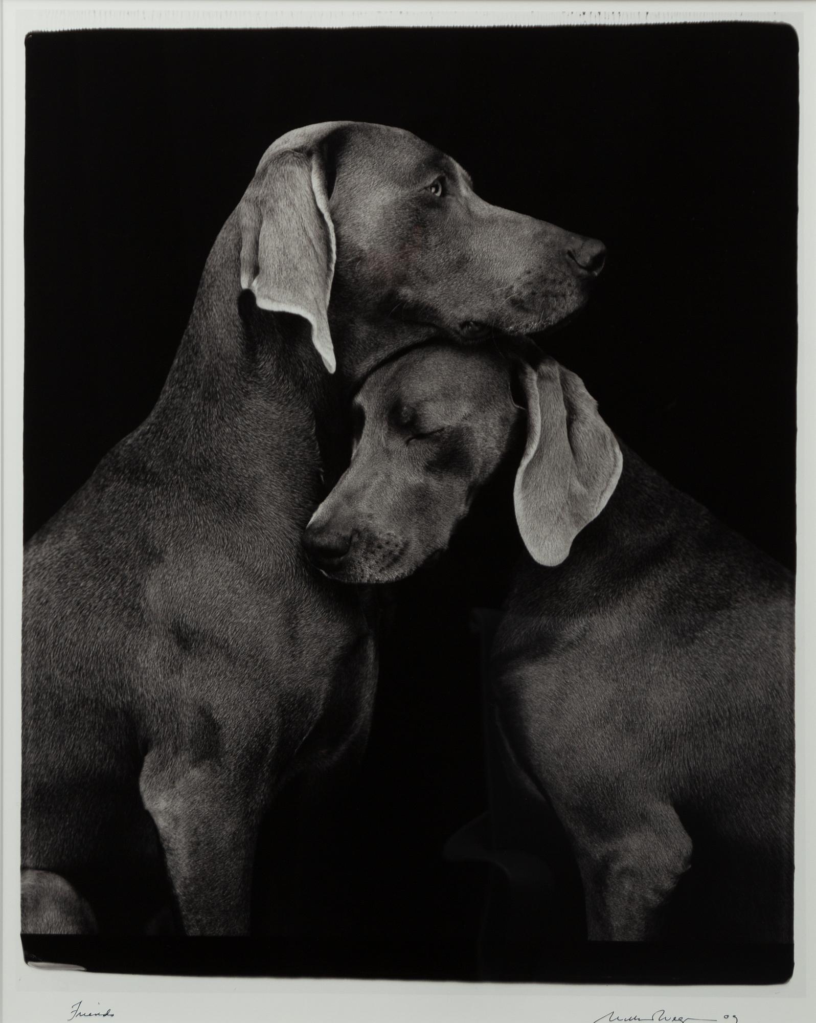 William Wegman, "Friends".