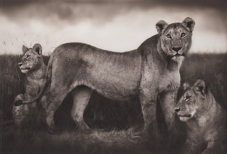 Nick Brandt, "Lion Family Portrait, Masai Mara", 2004.