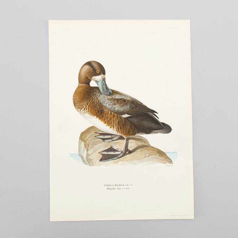 LITOGRAFISKA TRYCK, ca 150 st, Ferdinand von Wright, Börtzells, Stockholm.