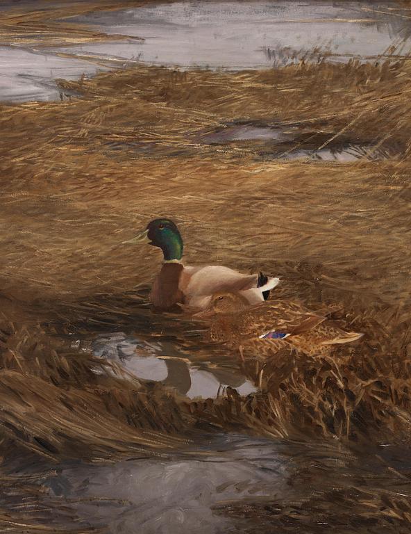 Bruno Liljefors, Mallards in the reeds.