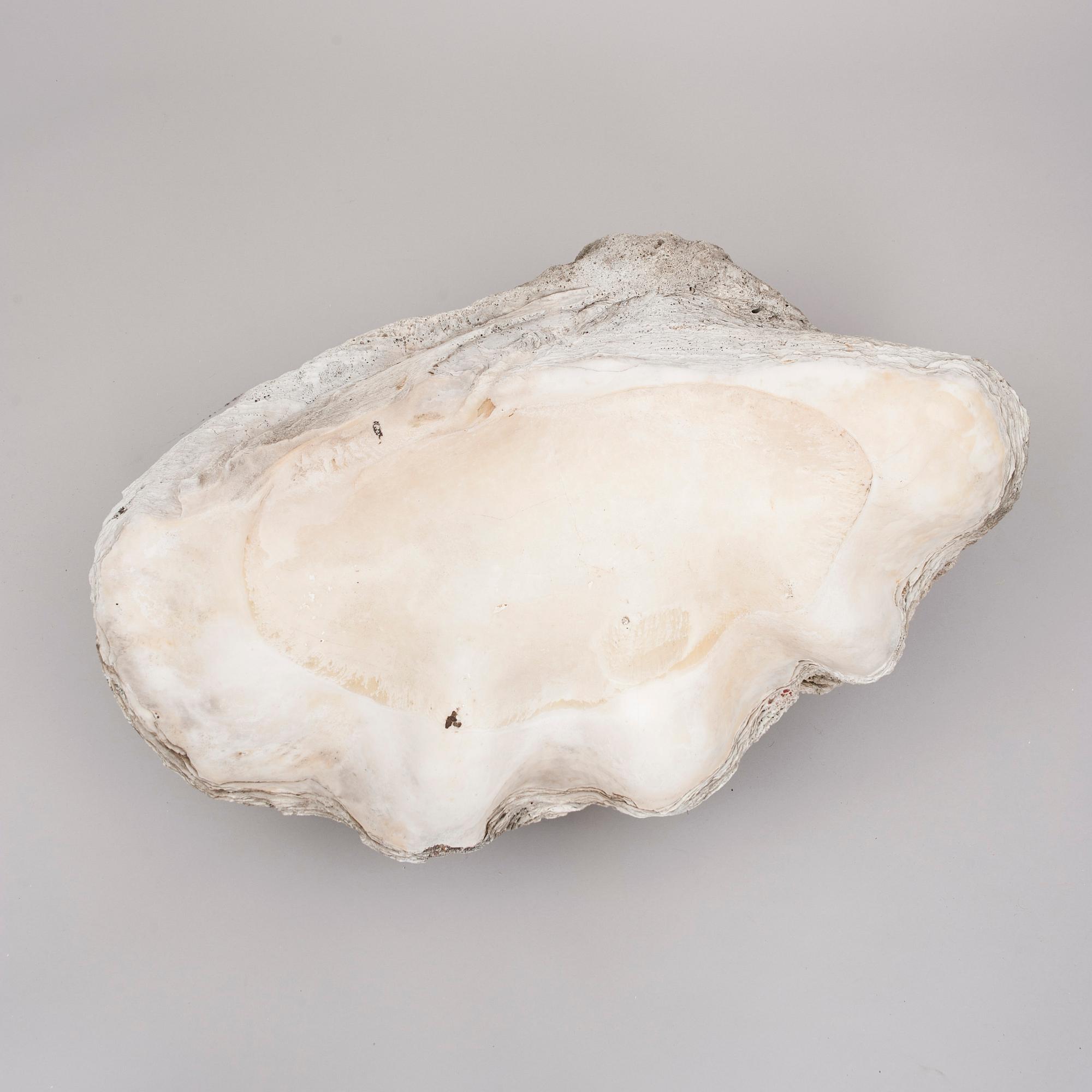 MUSSLA, fossil.