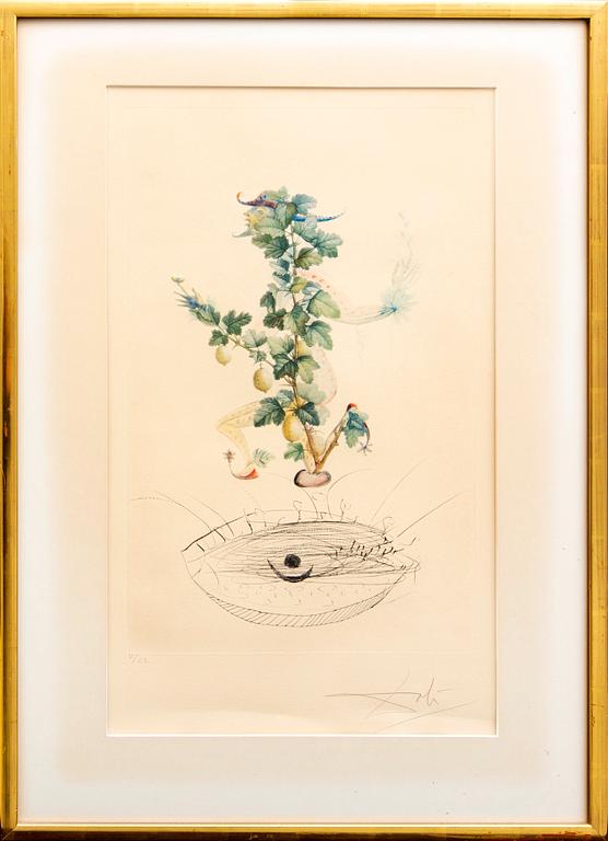 Salvador Dalí,  färglitografi med torrnål, signerad, V/CL.