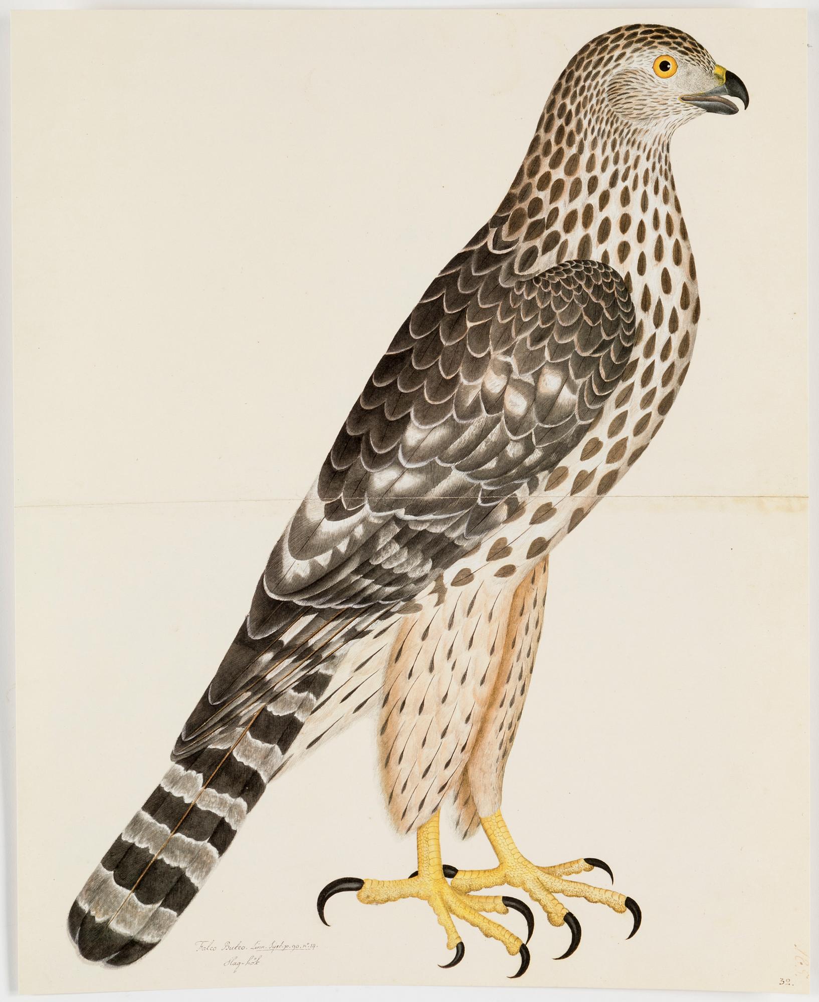 Olof Rudbeck A portfolio and two books, 1985. 35 litographs in color.