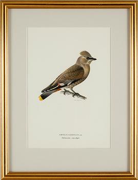 MAGNUS VON WRIGHT, litografiska tryck 4 st,