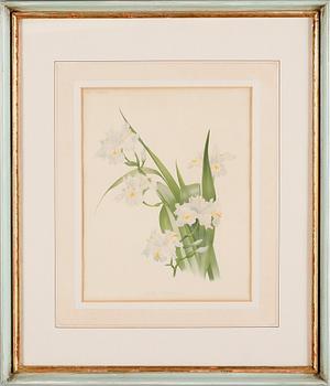 TAVLOR, 6 st, tryck, 1900-talets andra hälft.