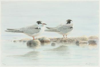 Lars Jonsson, "Augustistrand".