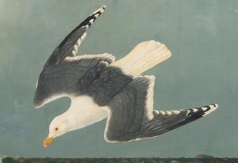 Ferdinand von Wright, Diving Seagull.