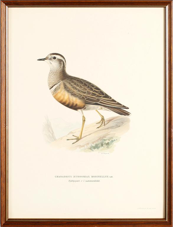 LITOGRAFISKA TRYCK, 13 st, ur von Wrights "Svenska fåglar", A. Börtzells, Stockholm.