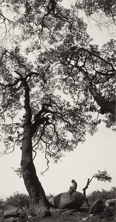 Pentti Sammallahti, "Swayambhunath, Nepal, 1994".