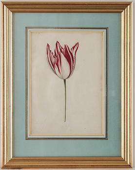 Jacob Marrel Attributed to, Study of flowers (7).