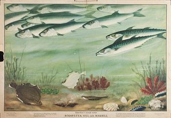 SKOLPLANSCHER, 5 st, 1900-tal.