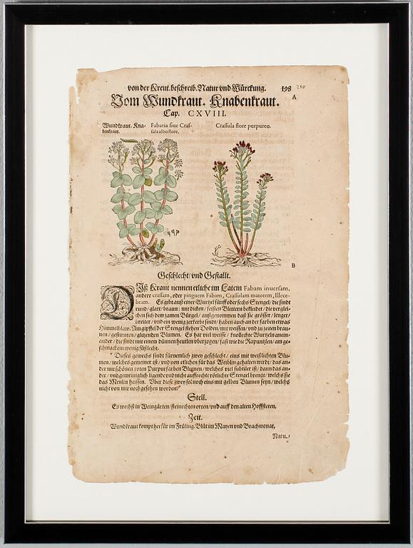 TRÄSNITT, 2 st, bokblad, 1600/-1700-tal.