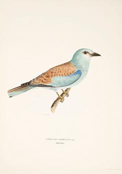 LITOGRAFISKA TRYCK, 100 st, ur von Wrights "Svenska fåglar", 1920-tal.