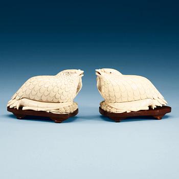 1432. A pair of ivory figurines/boxes with covers in the shape of two quails, Qing dynasty (1644-1912).