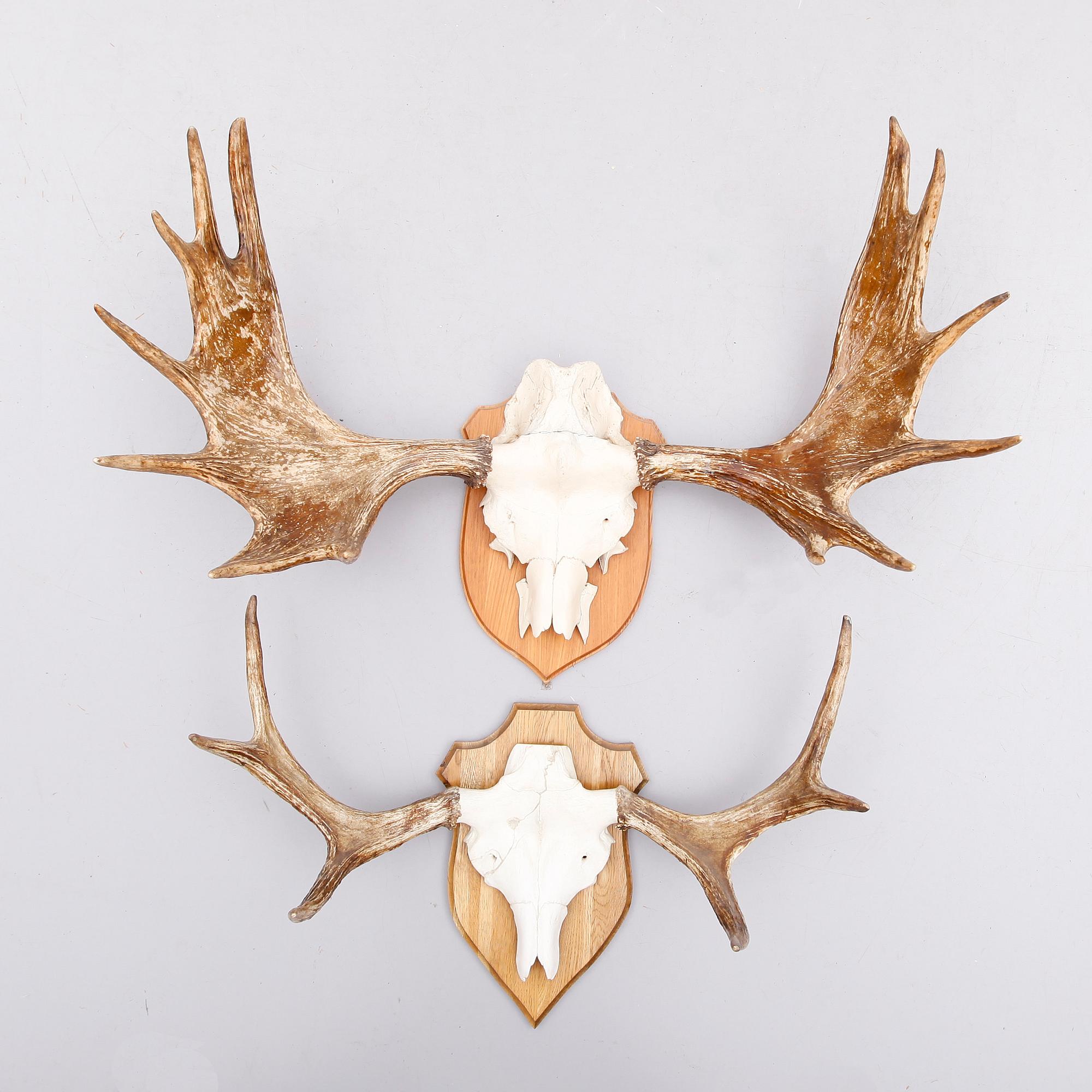 JAKTTROFÉER, älghorn, 2 st, 1900-talets första hälft.