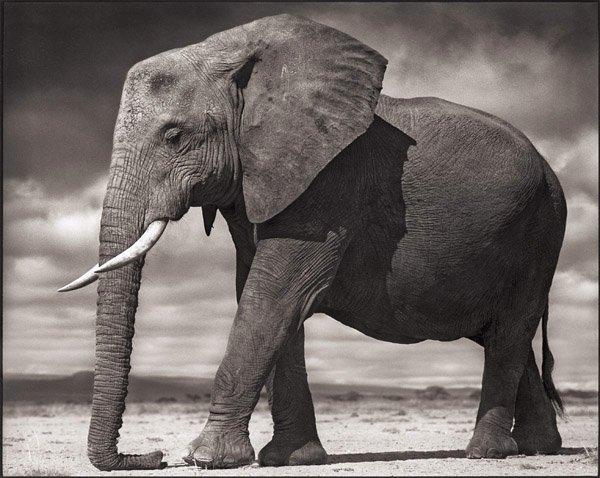Nick Brandt, "Young Elephant Resting, Amboseli 2011".