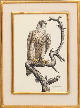 Dag Peterson, Peregrine Falcon.