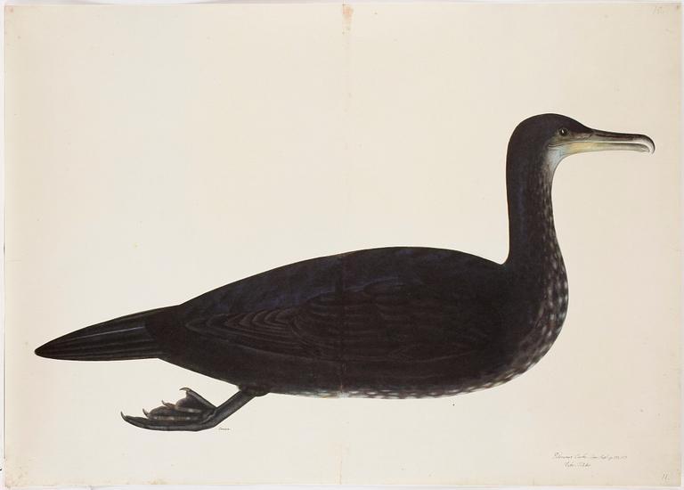 BÖCKER, 2+2 samt MAPP, Rudbecks Fågelboken/Book of Birds, Olof Rudbeck dy, René Coeckelberghs Bokförlag, Stockholm, 1986.