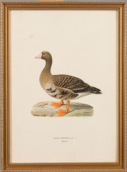 LITHOGRAPHS, 4 pcs, after Wilhelm von Wright and Bror Hallberg. A. Börtzell, Stockholm.