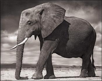 356. Nick Brandt, "Young Elephant Resting, Amboseli 2011".