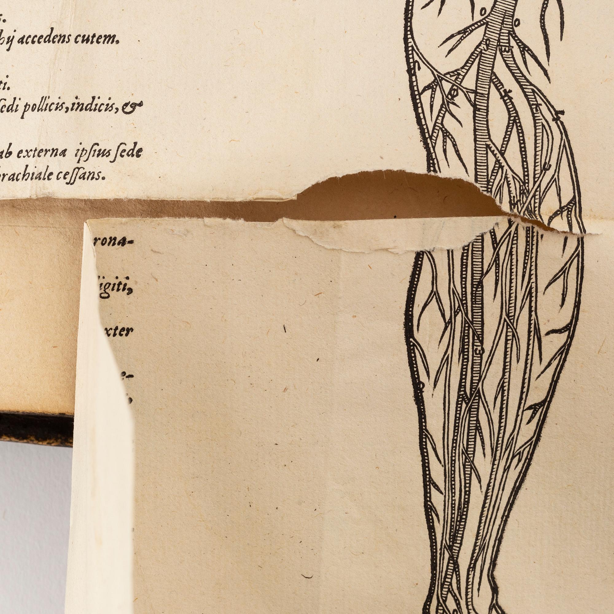 Andra och bästa upplagan av Vesalius’ anatomiska praktverk, 1555.