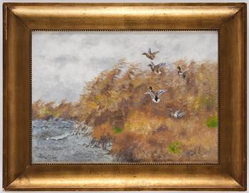 Bruno Liljefors, Flying wild ducks in the reeds.